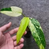 philodendron domesticum variegated for sale
