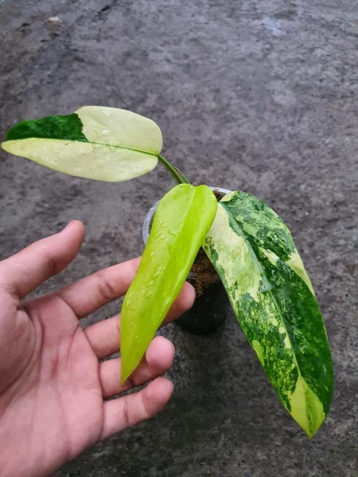 philodendron domesticum variegated for sale