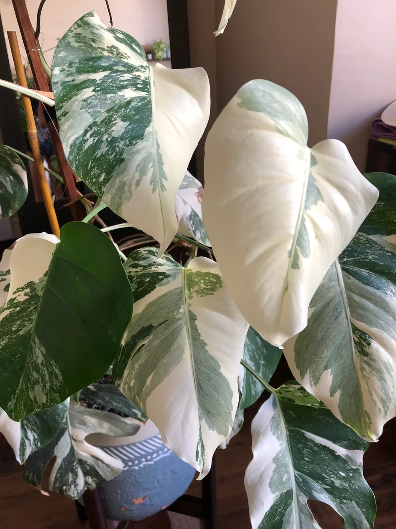 Albo Variegated Monstera 6 Leaves Branch Clipping Best 