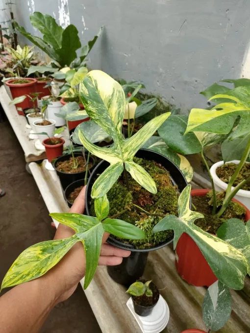 Philodendron Florida Beauty Variegated 3 Leaves