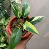 Philodendron Green Congo Variegated