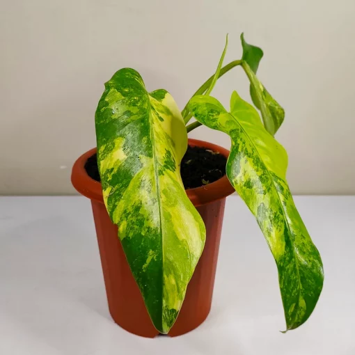 Philodendron Domesticum Variegated Rare