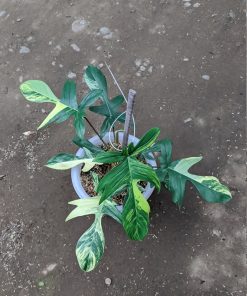 Philodendron Florida Beauty Variegated 8 Leaves