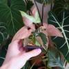 Syngonium red spot tricolor baby plant n.1