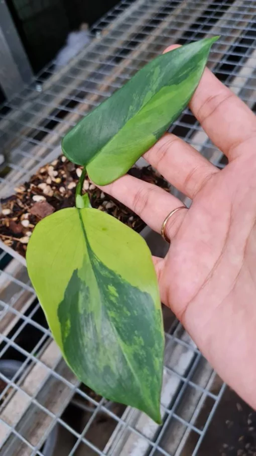 Philodendron bipennifolium Variegated