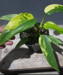 Rare Philodendron Domesticum Variegated Plant
