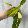 Buy Philodendron domesticum variegated