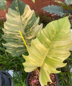 1x Philodendron caramel marble variegated