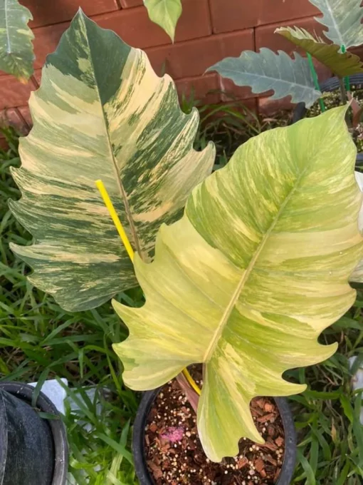 1x Philodendron caramel marble variegated