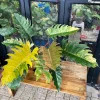Rare Big Size Philodendron Caramel Marble Variegated Fully Rooted Plant 9 leaves