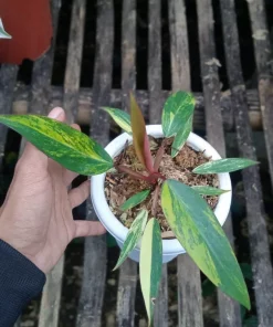 Philodendron Strawberry Shake Variegated - Free Phytosanitary