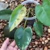 Philodendron Ilsemanii Variegated