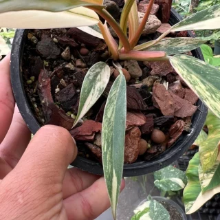 philodendron caramel marble