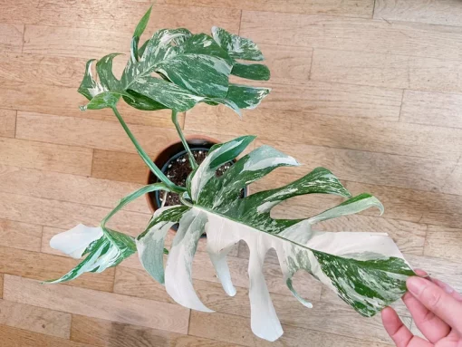 Monstera deliciosa variegated full rooted