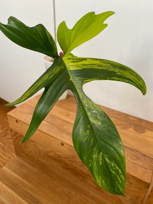 XL Rooted Philodendron Florida Beauty Cutting