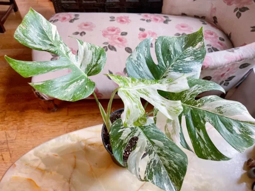 Very Rare: 5 leaves Monstera albo borsiagina Marble full rooted- H40cm