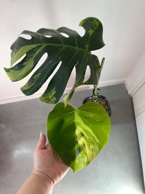 Monstera Deliciosa sport ‘green on green’ variegata - large form. Phyto included