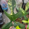 Philodendron Florida Beauty Variegated (Pedatum)