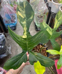 Philodendron Florida Beauty Variegated (Pedatum)