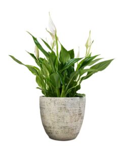 Spathiphyllum Bellini Peace Lily 13x40cm Anne Plant Pot White Earth 16x15cm 26d23c45 8780 435f a38f d5ca676660c7 5000x